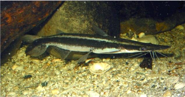 SORUBIM LIMA